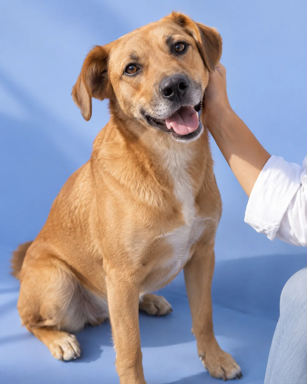 Un perro recibe una caricia de su persona.
